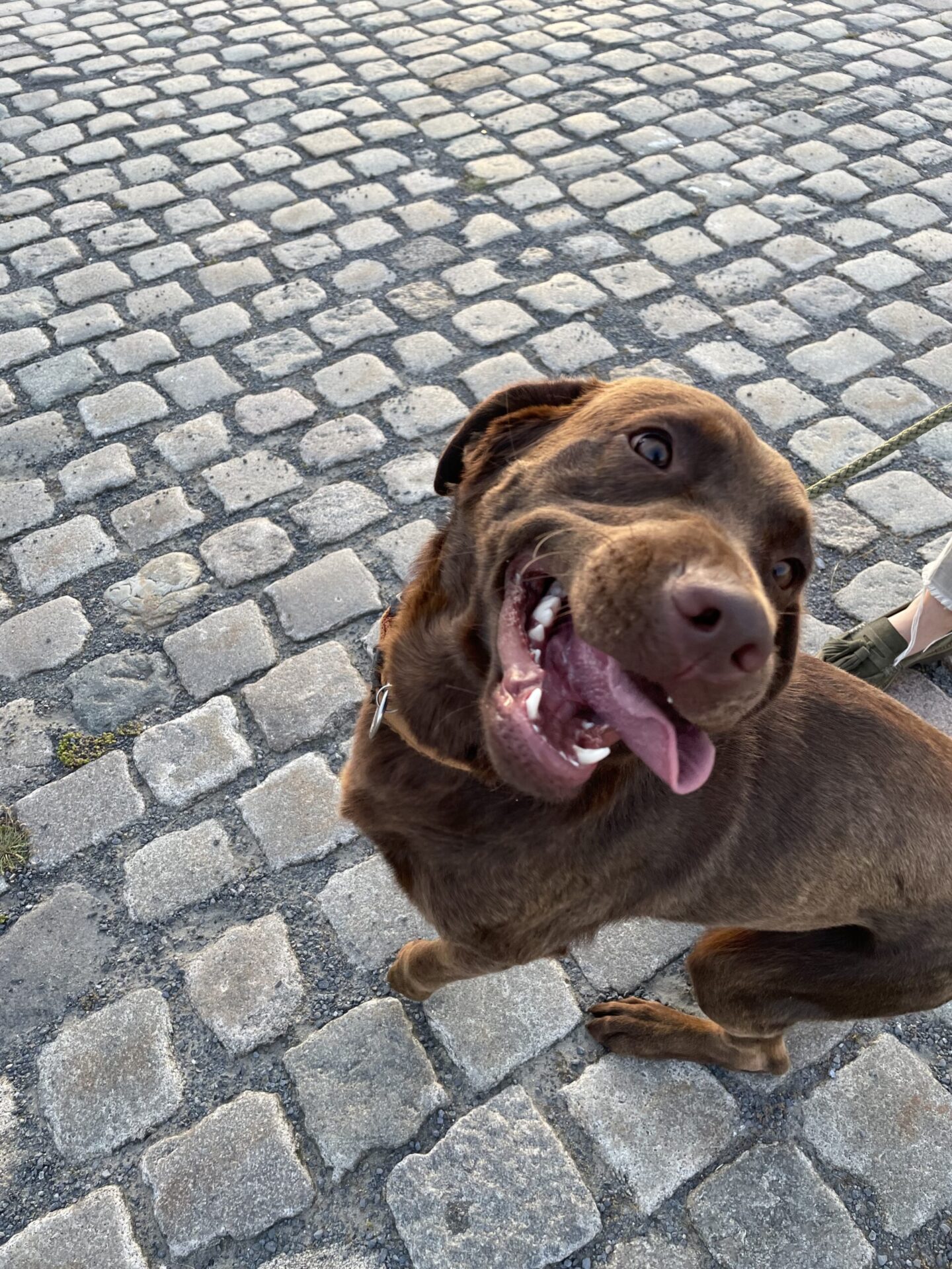 Een voedingstabel gebruiken kan je hond gelukkig maken.