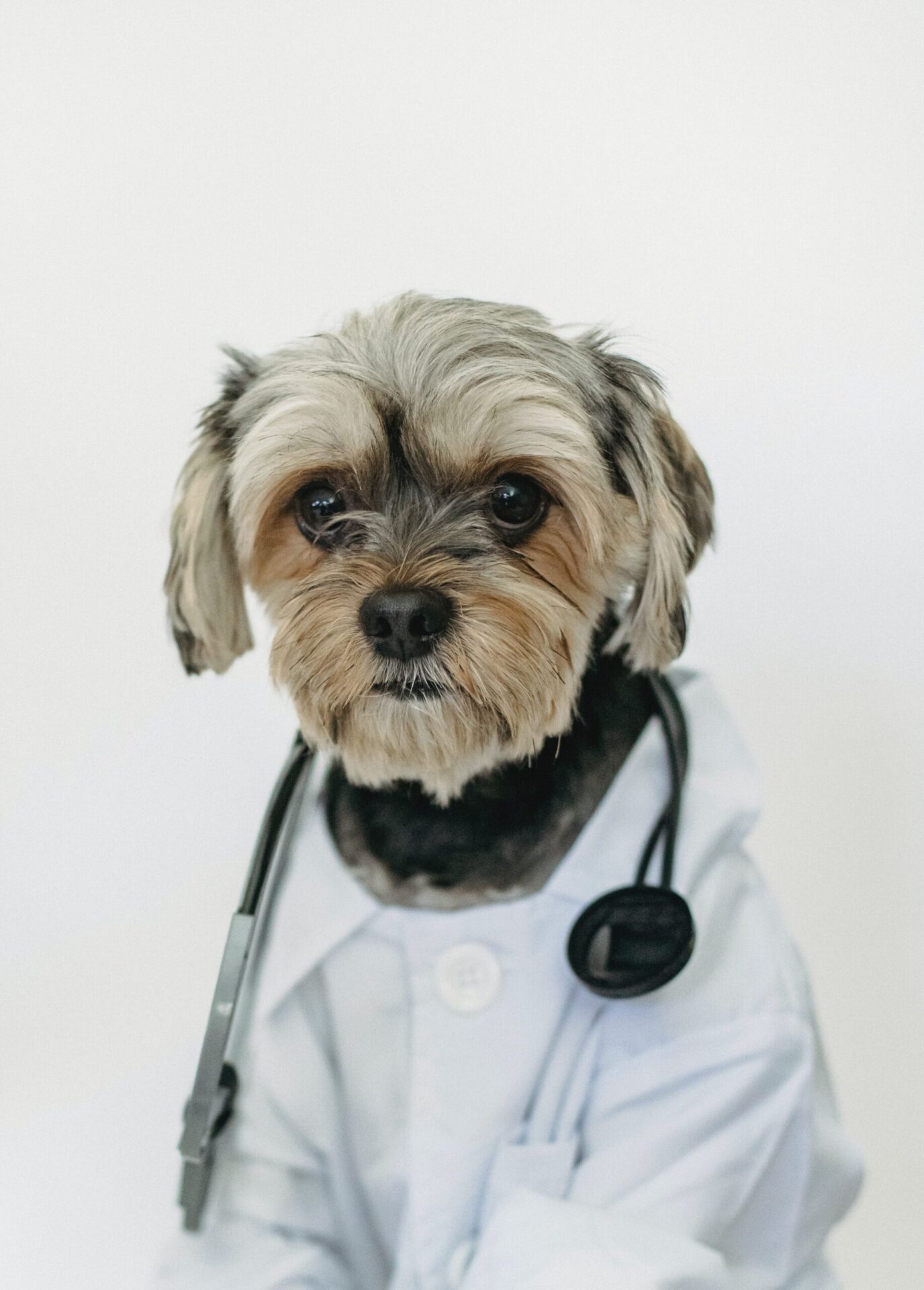 Een hond die een doktersjas draagt en een stethoscoop om zijn nek.