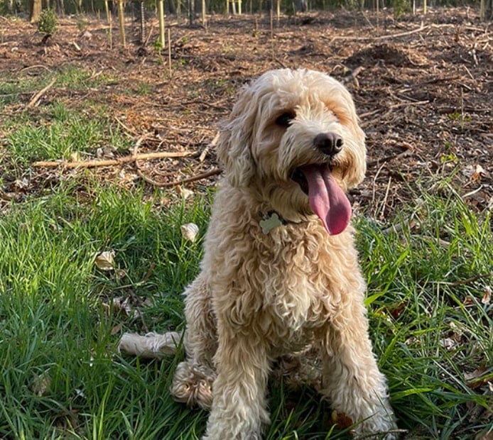 Een kleine, blije hond in een veld.