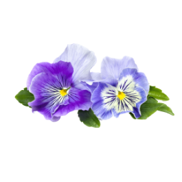 Driekleurig viooltje