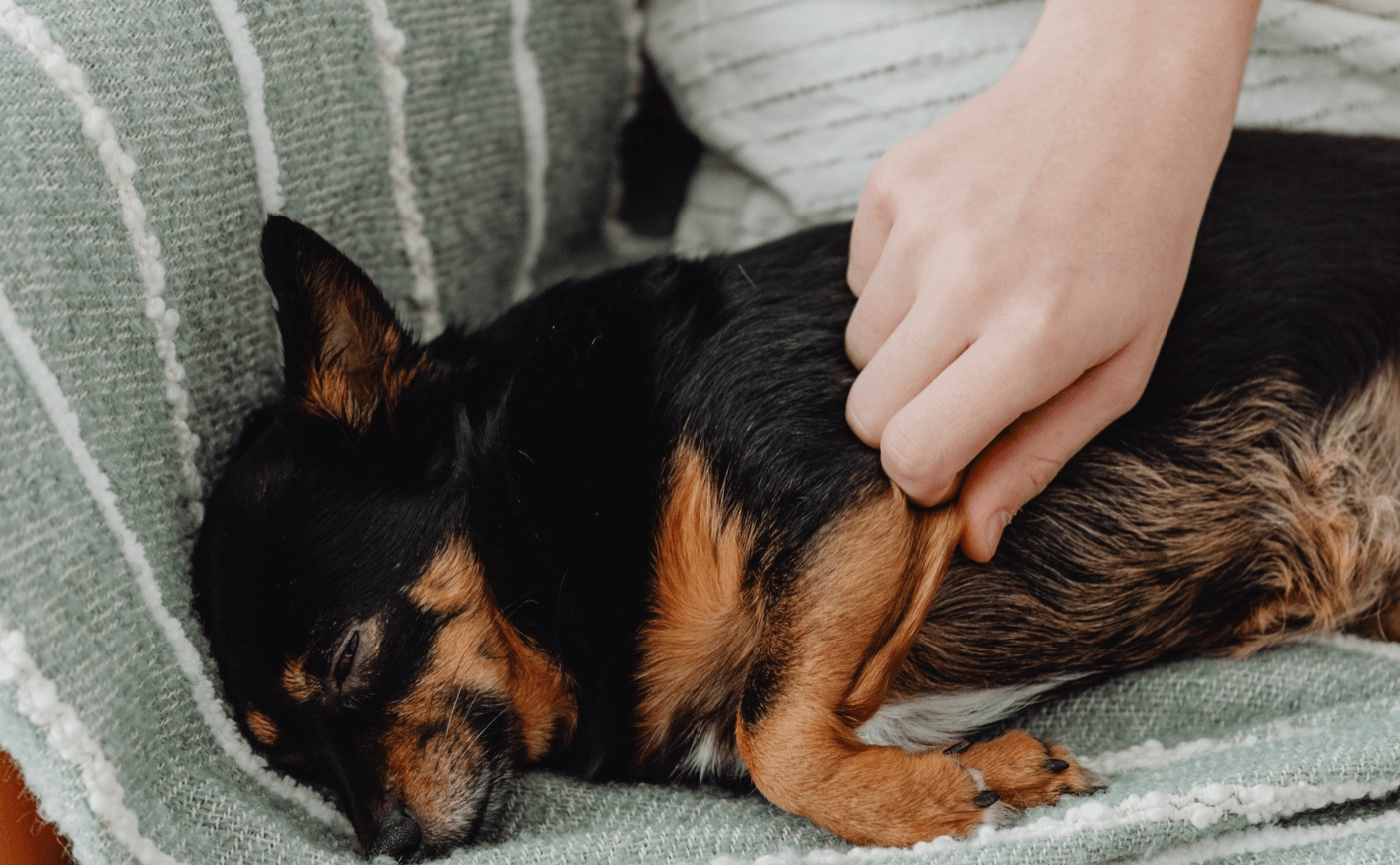 View of Skin Allergies in Dogs: Causes and Treatment