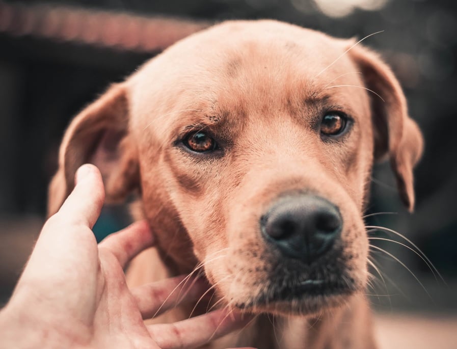 Een labrador met een bruine vacht.