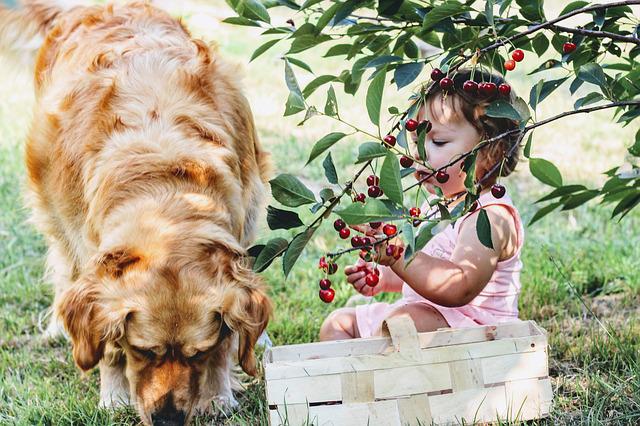 Een jong meisje en een golden retriever die samen kersen eten.