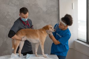 Een hond die behandeld wordt door een paar dierenartsen.
