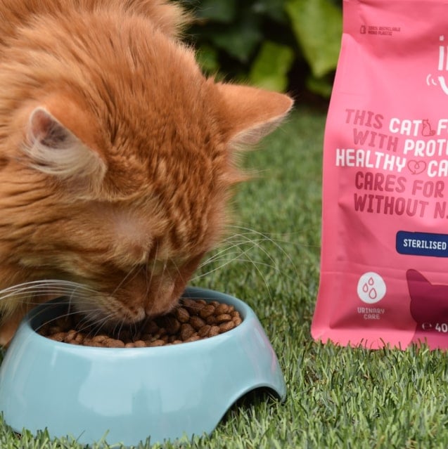 Een kat die een kom kattenvoer met insecten van Imby Pet Food eet.