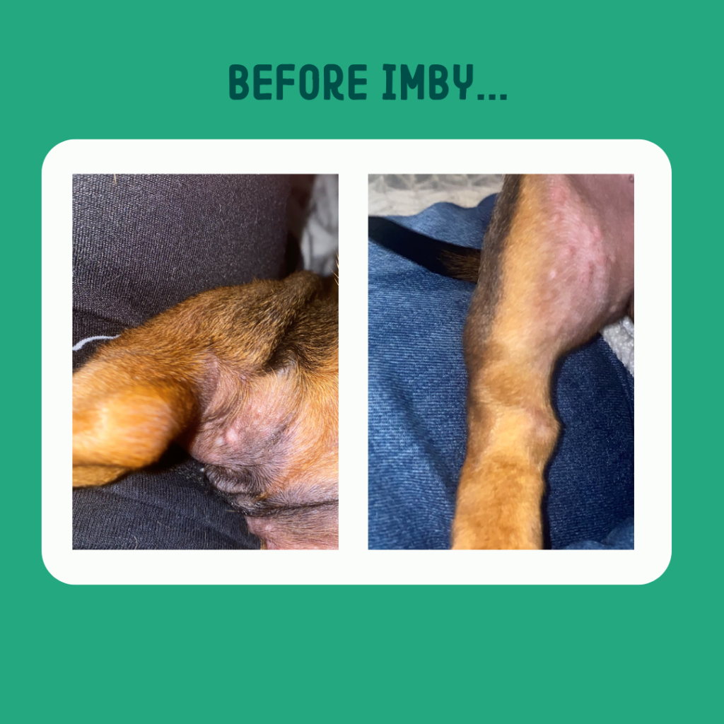 Foto's van de huidallergie van een hond.