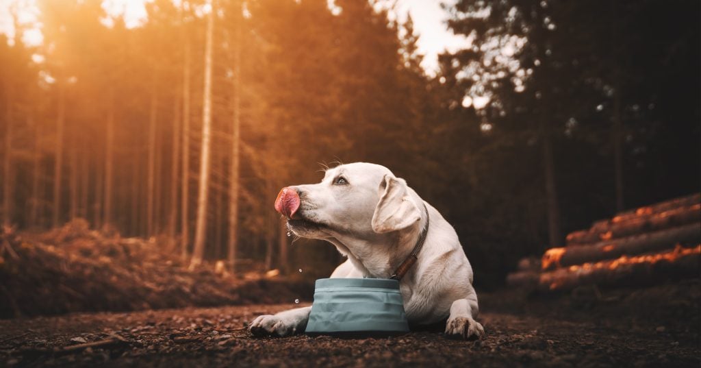Een hond die water drinkt uit een kom in het bos.
