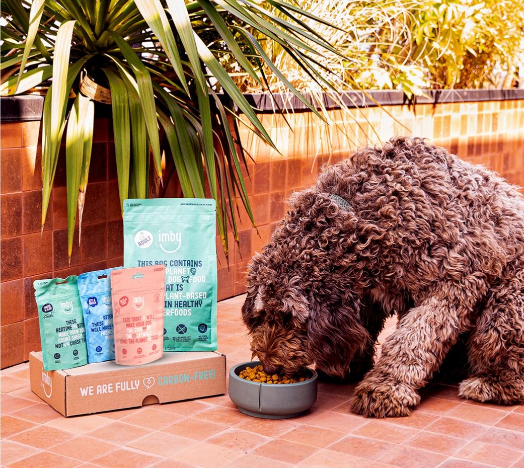 Een labradoodle die vegan hondenvoer krijgt van Imby Pet Food.