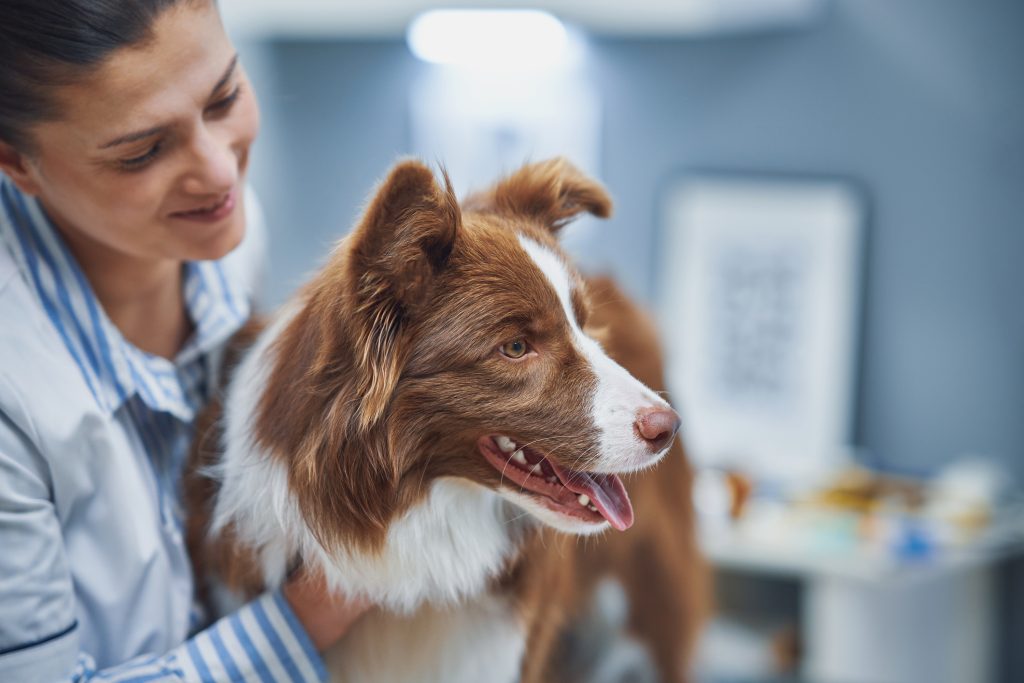 Hypoallergeen hondenvoer aanbevolen door dierenarts