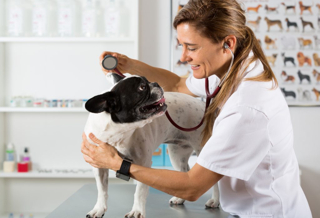 Identifier et traiter les allergies chez les chiens