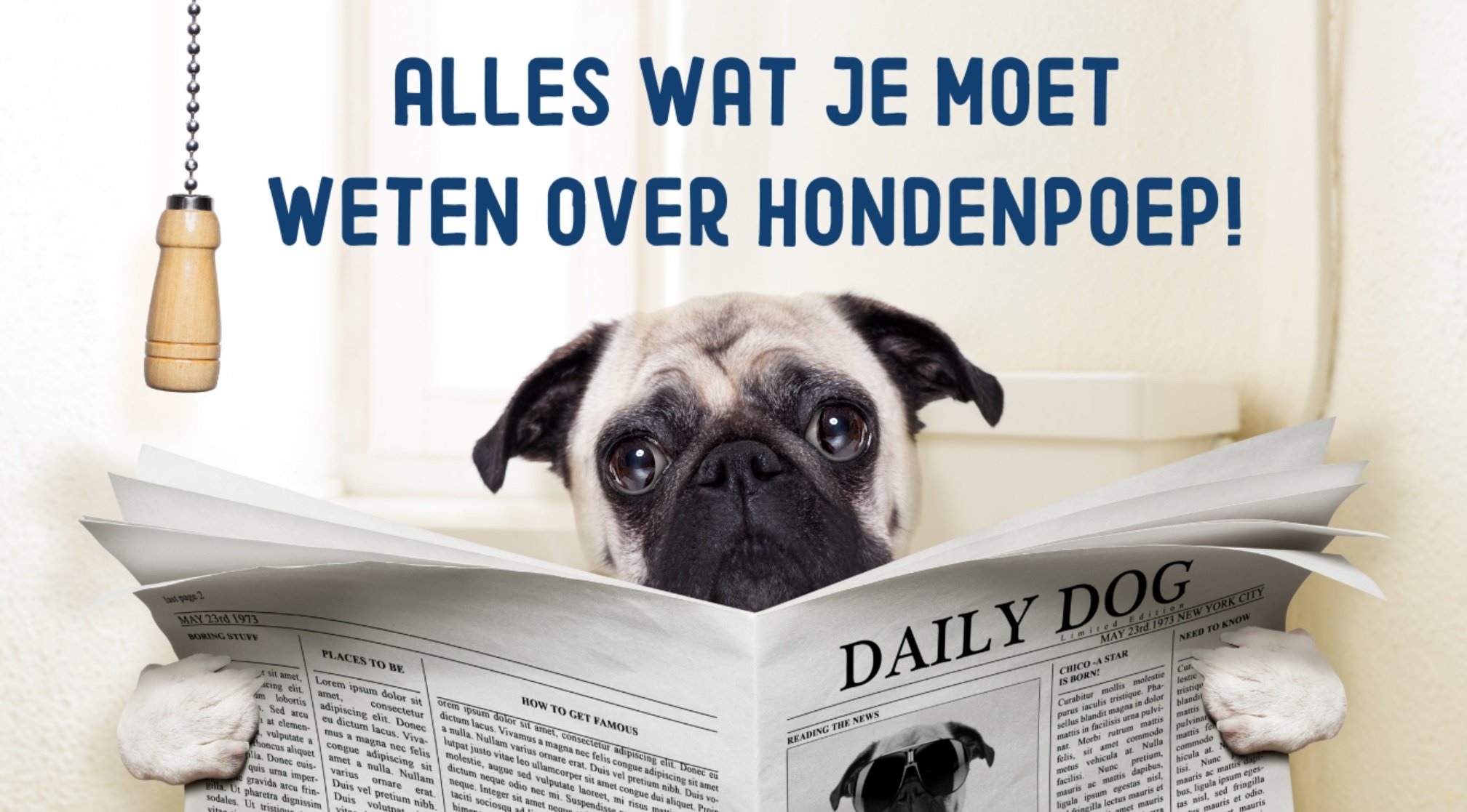 Hoe Ziet Normale Hondenpoep Eruit? | Imby Pet Food