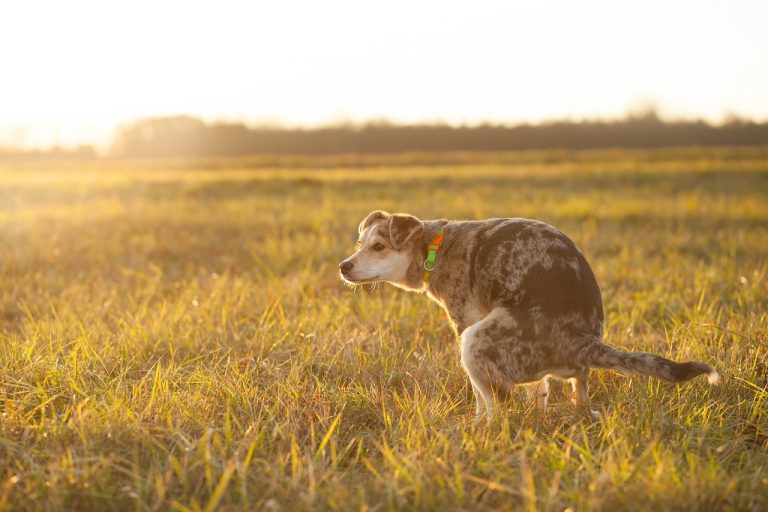 Oorzaken Van Een Huidallergie Bij Honden Leer Meer