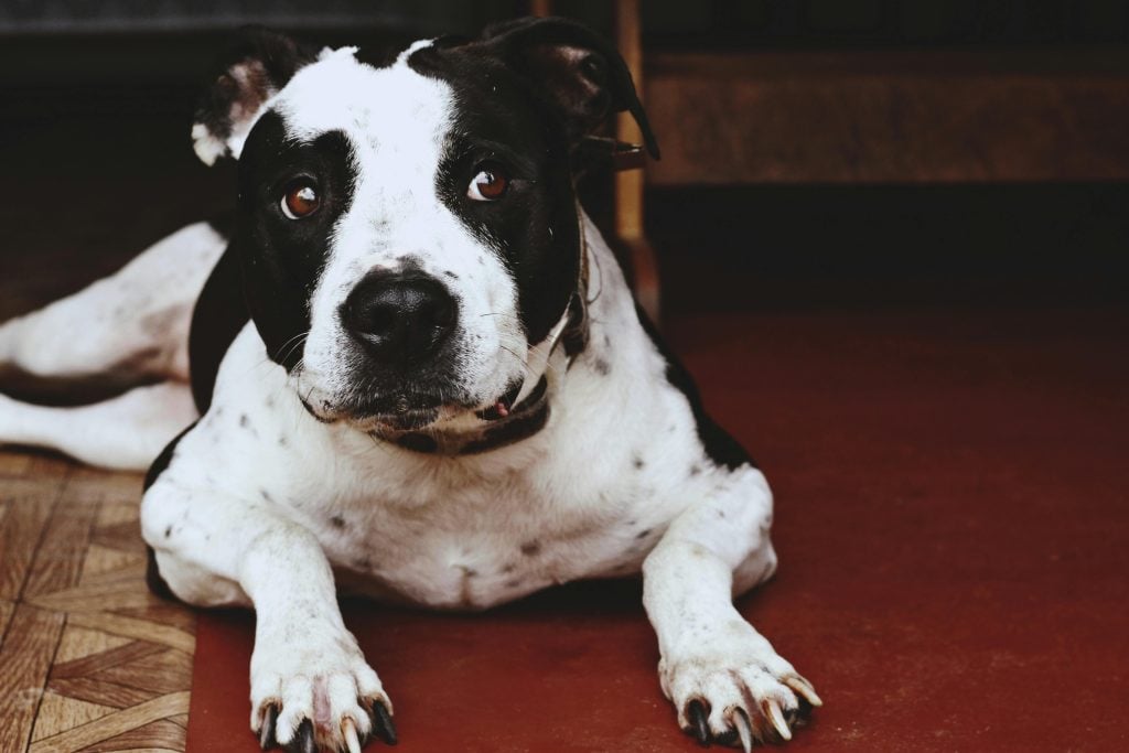 Alles over american staffordshire terrier