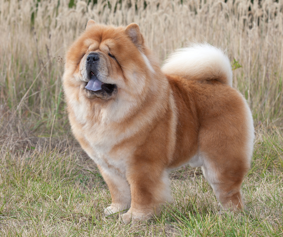 Chow Chow