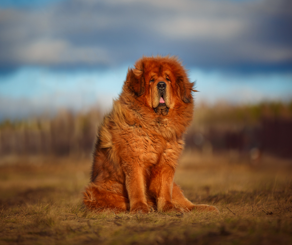 Duur Ras Hond: Tibetaanse Mastiff