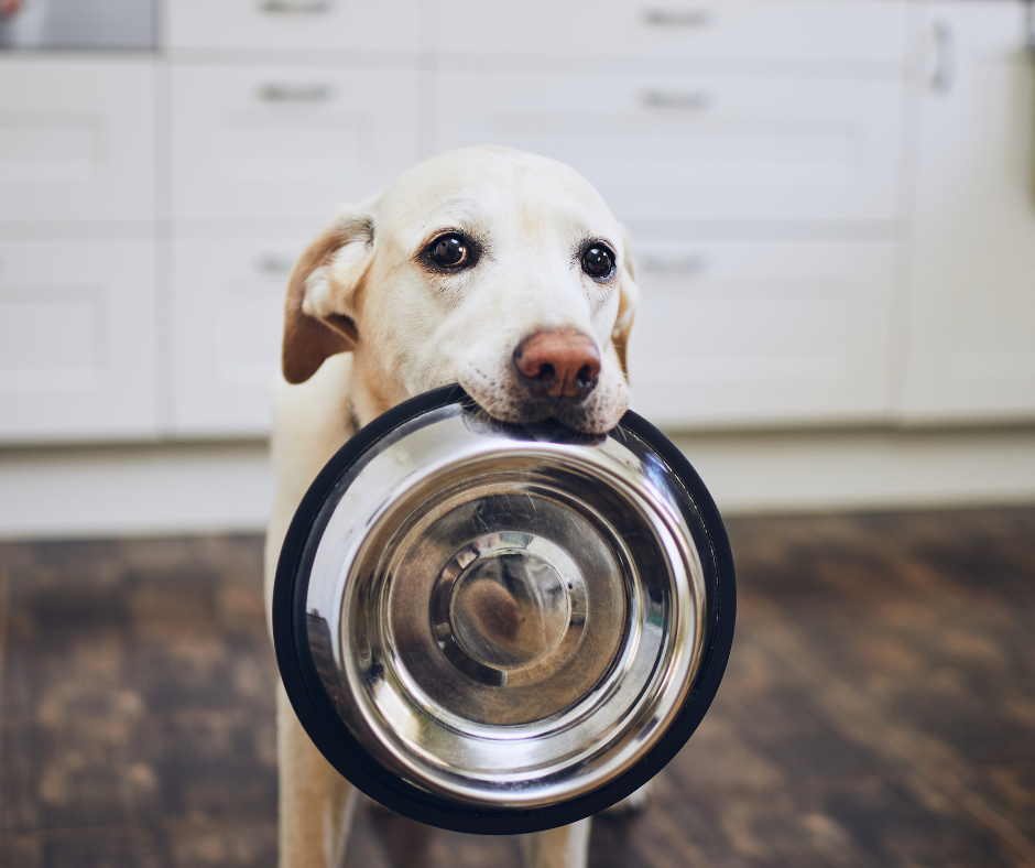 Hypoallergeen hondenvoer tegen voedselallergieën