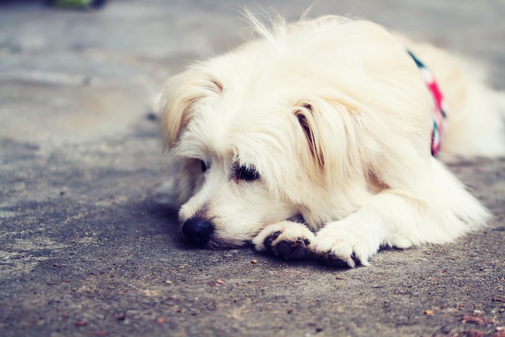 Probiotica-voor-Honden-met-Diarree