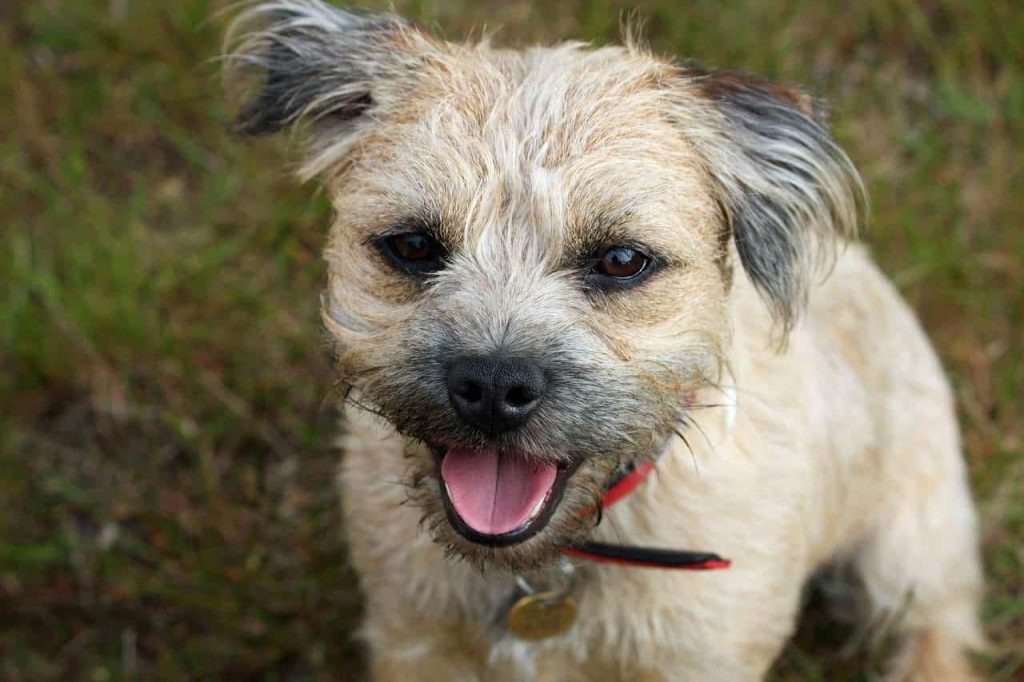 Alles over Border Terrier