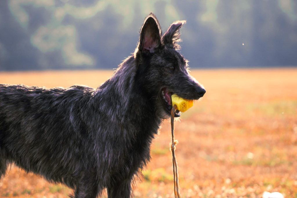 Alles over Bouvier des Ardennes