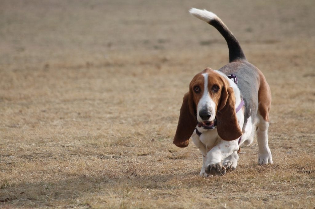 Alles over Basset Bleu de Gascogne