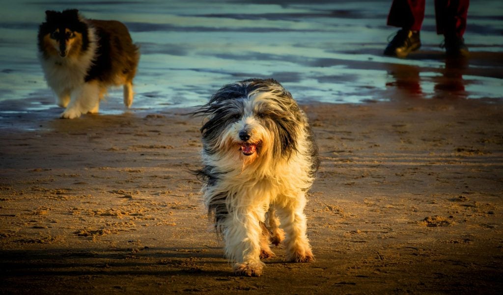 Alles over Bearded Collie