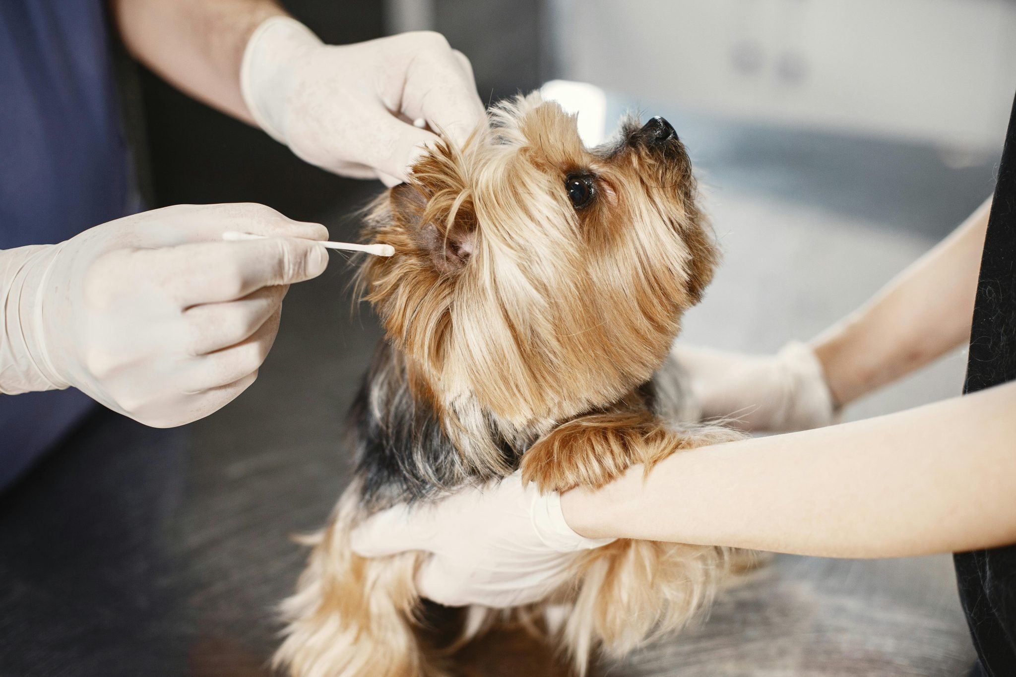 Hoe Worden Insecten Gekweekt Voor Honden En Kattenvoer