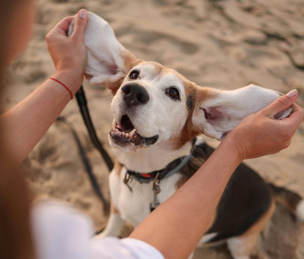 Oorontsteking hond