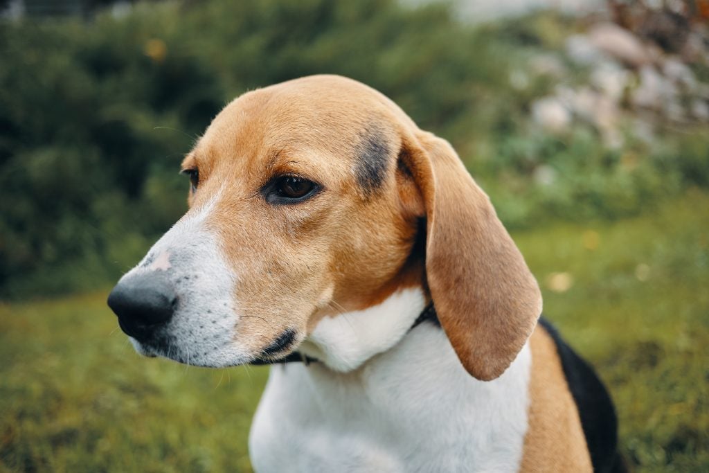 Beagle hondenras