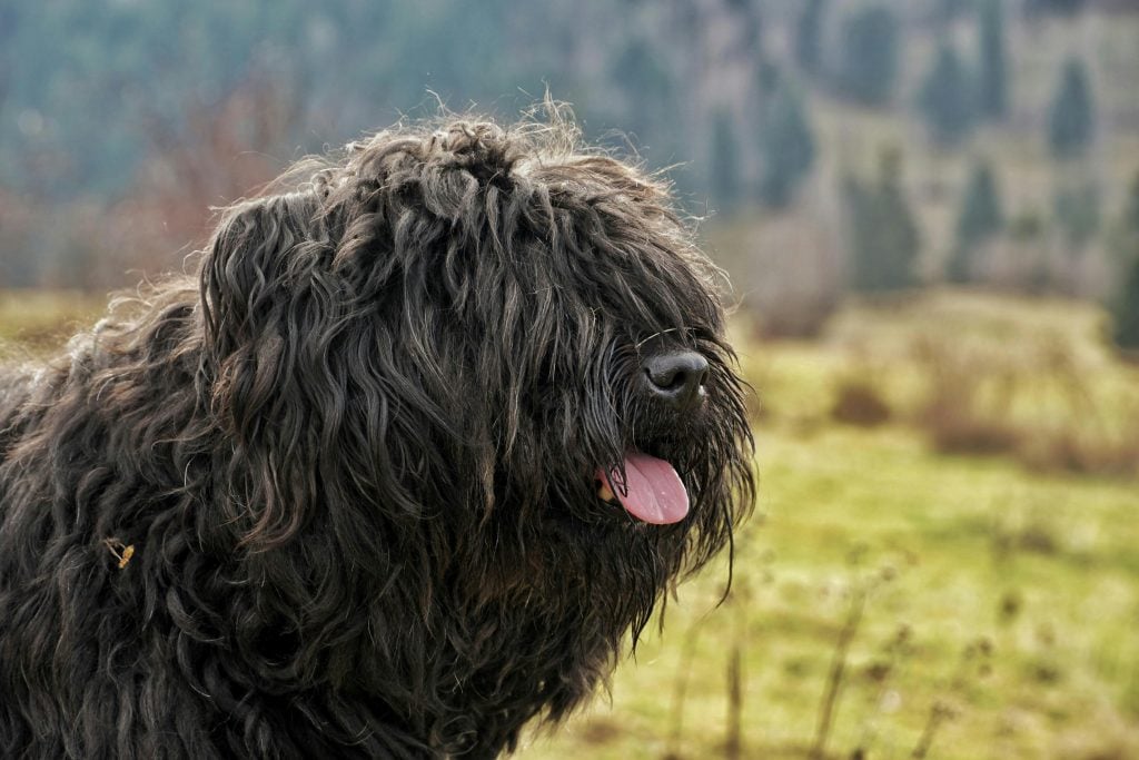 Alles over Bouvier Des Flandres