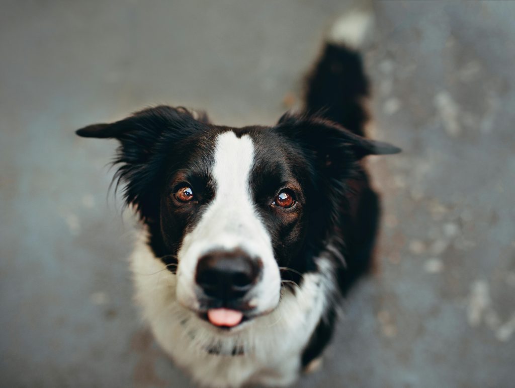 Alles over Border Collie