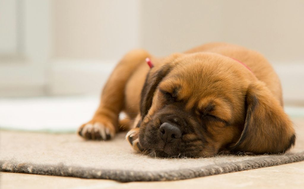 schimmelinfecties bij honden