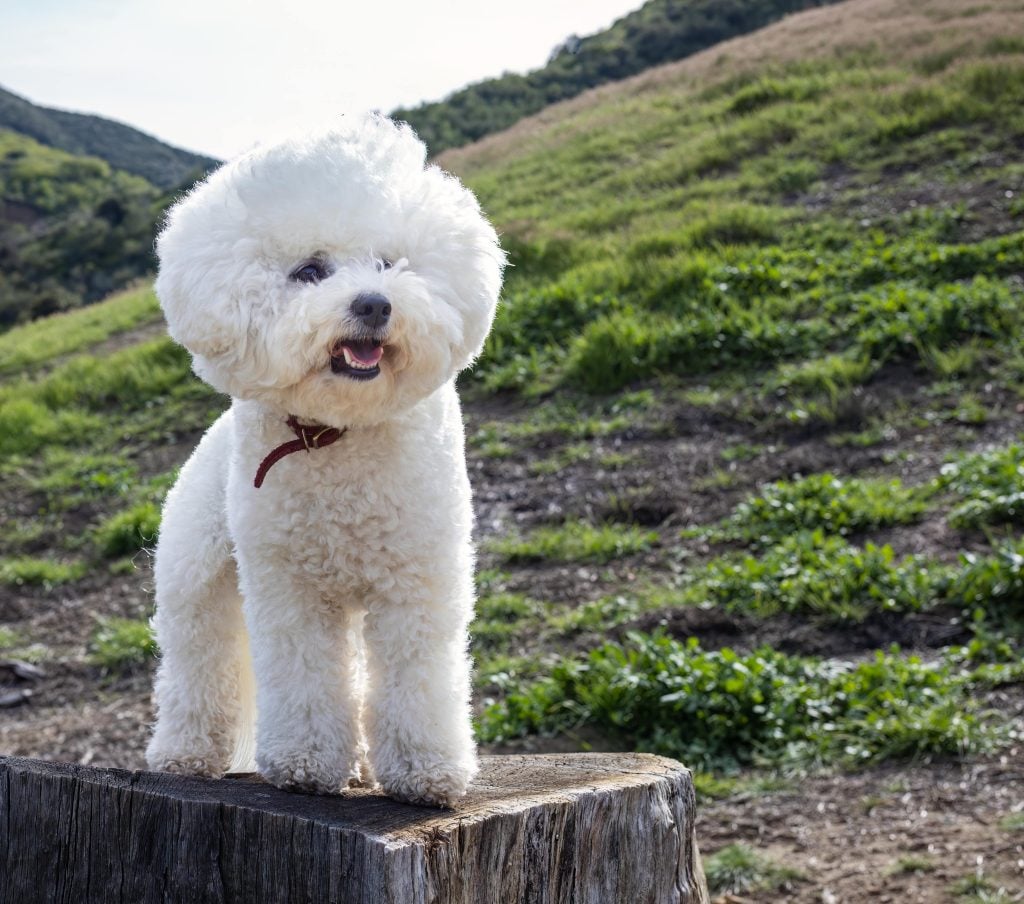 Alles over Bichon Frisé