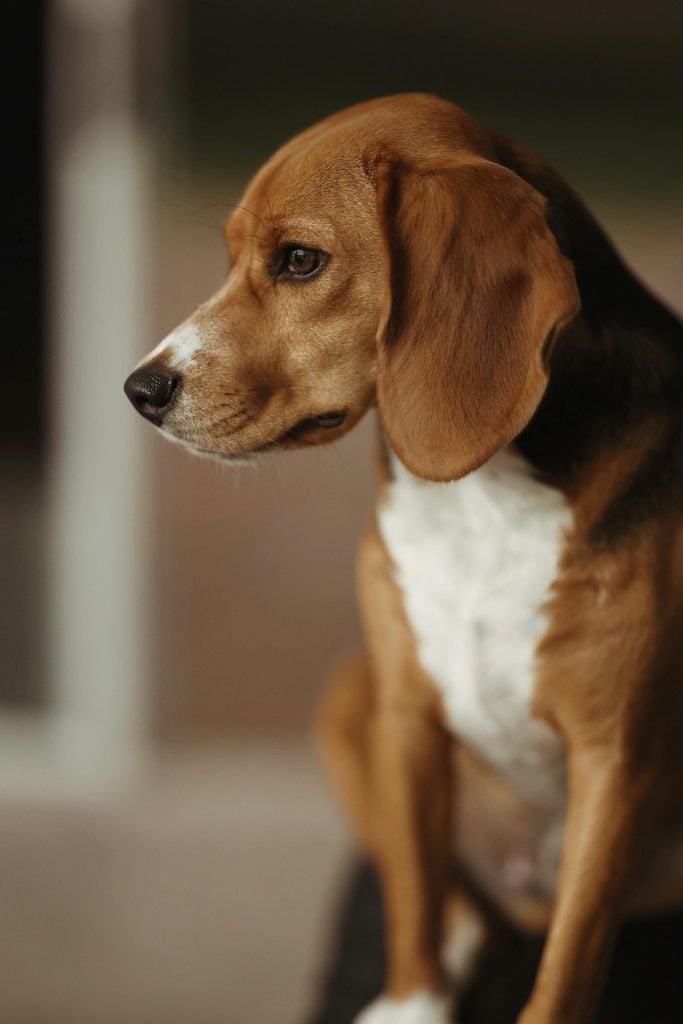 Kenmerken Beagle harrier