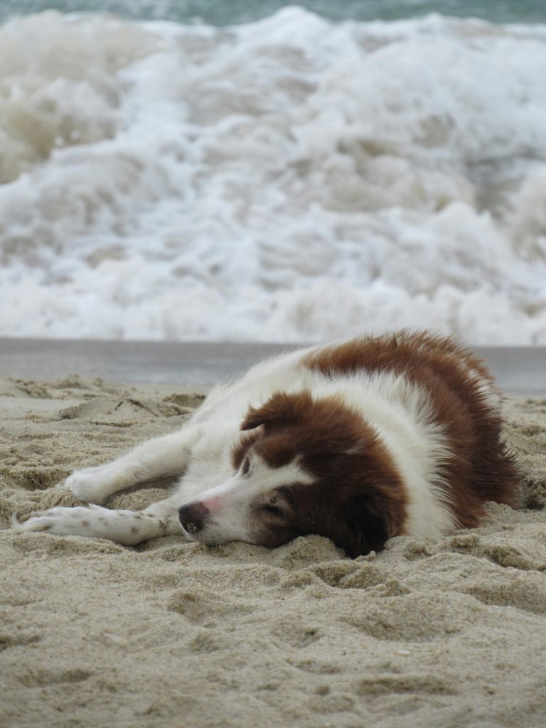 laxeermiddel bij honden