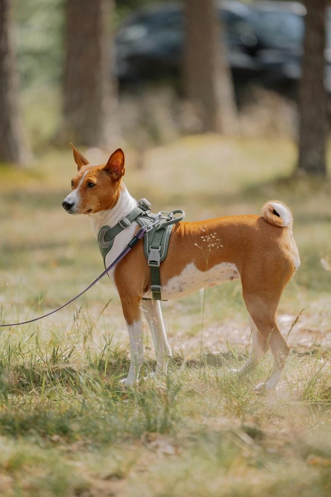 Alles over Basenji