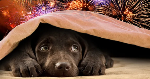 Kalmeringsmiddelen bij vuurwerk voor honden