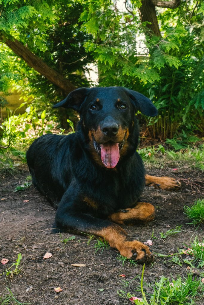 Alles-over-Beauceron