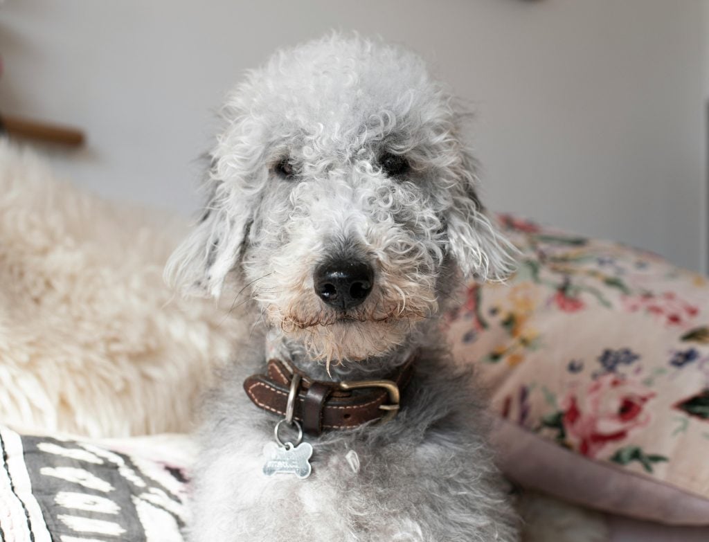 Alles over Bedlington Terrier