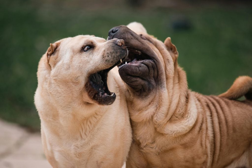 huidschilfers-hond