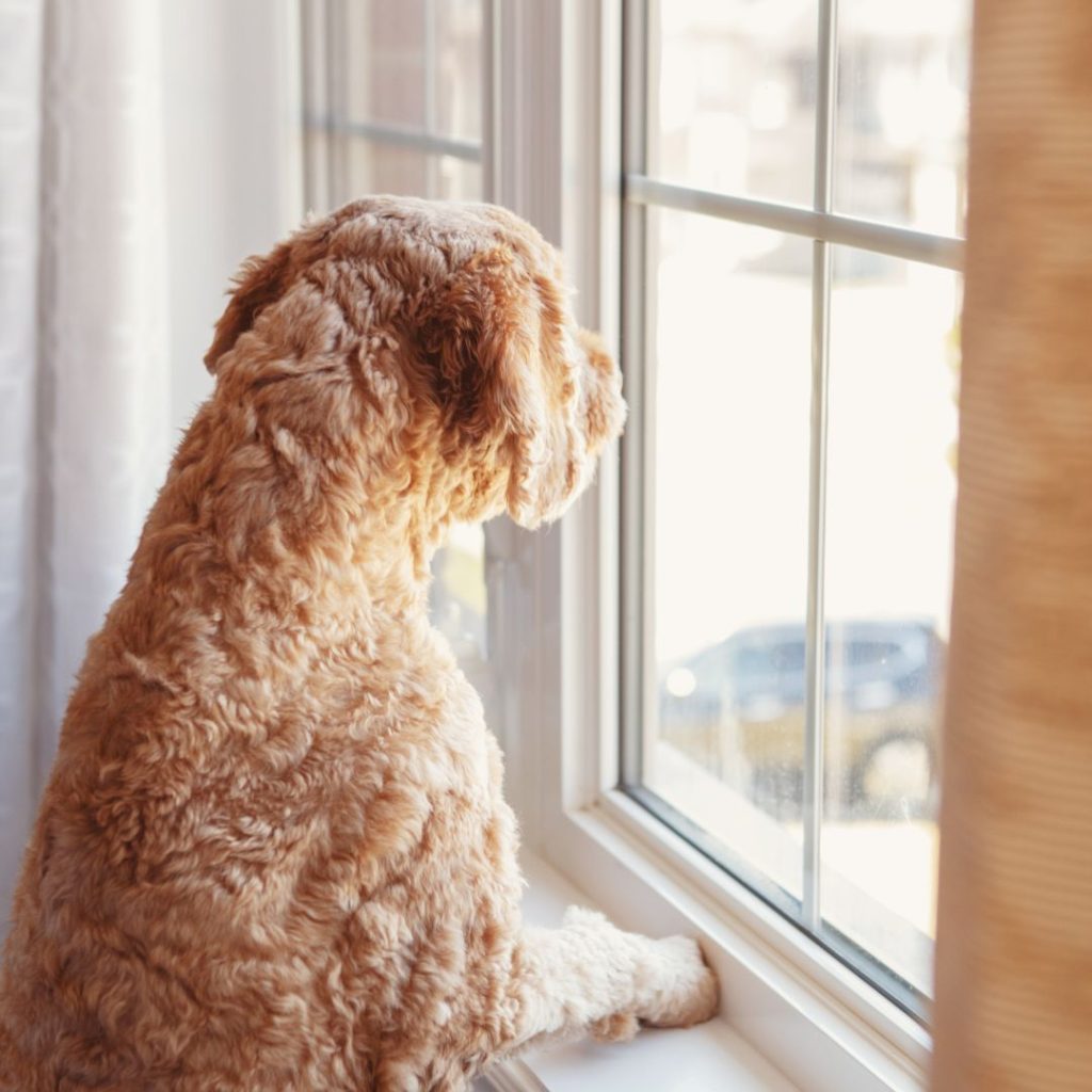 Verlatingsangst hond die uit het raam kijkt