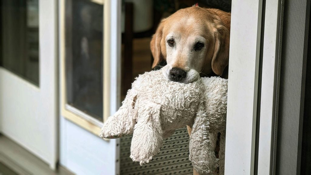 hond-met-verlatingsangst