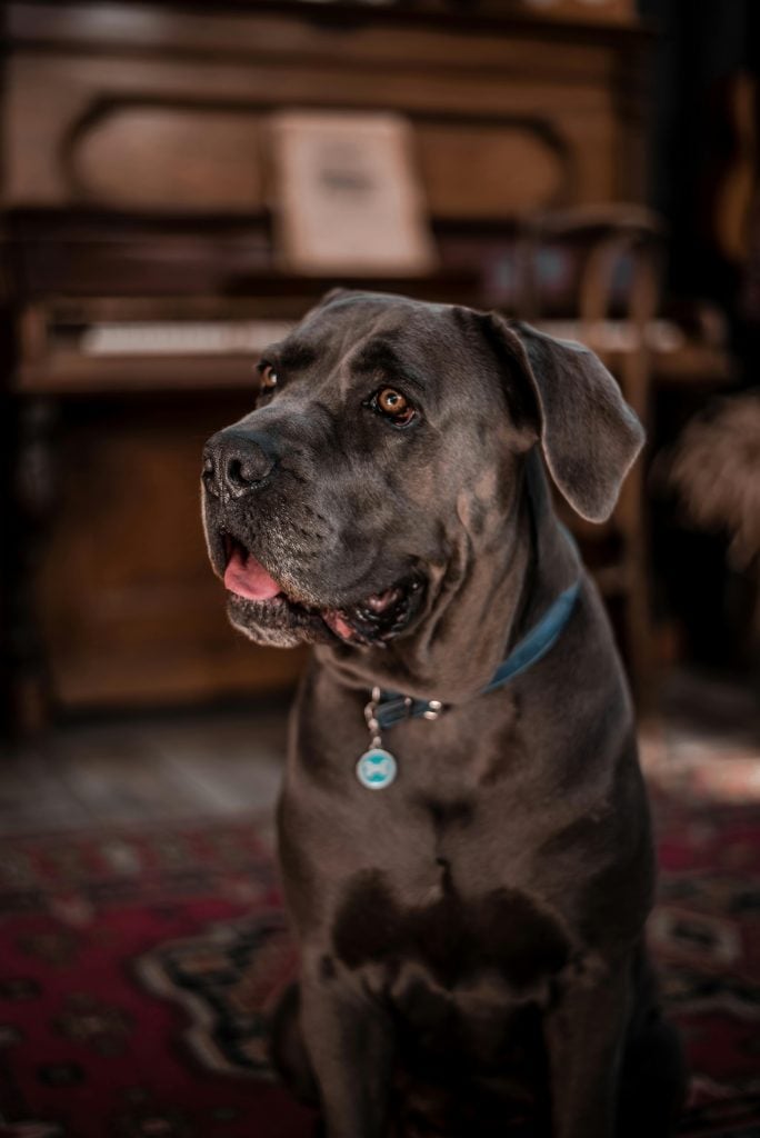 cane corso