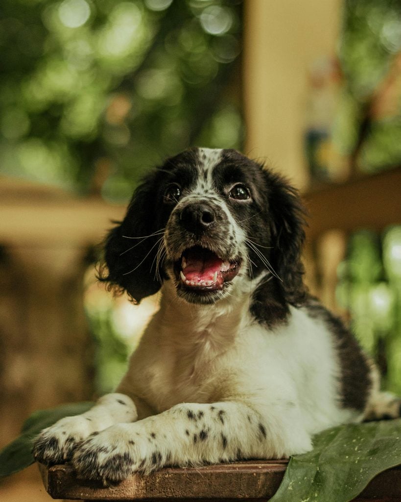 Omgevingsallergie bij honden