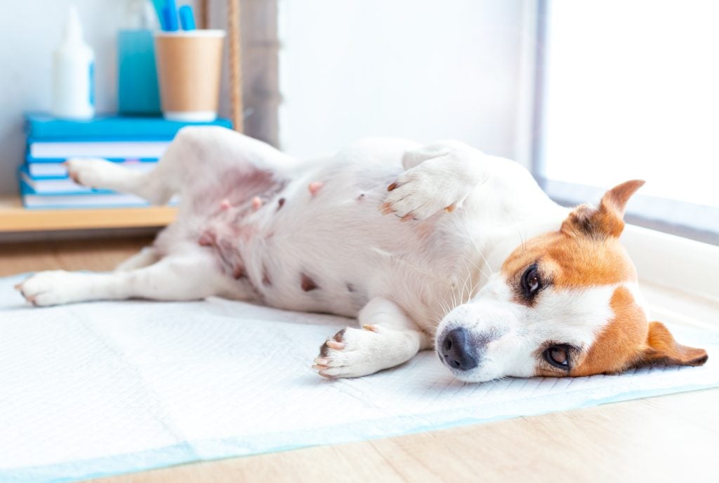 Giardia bij honden