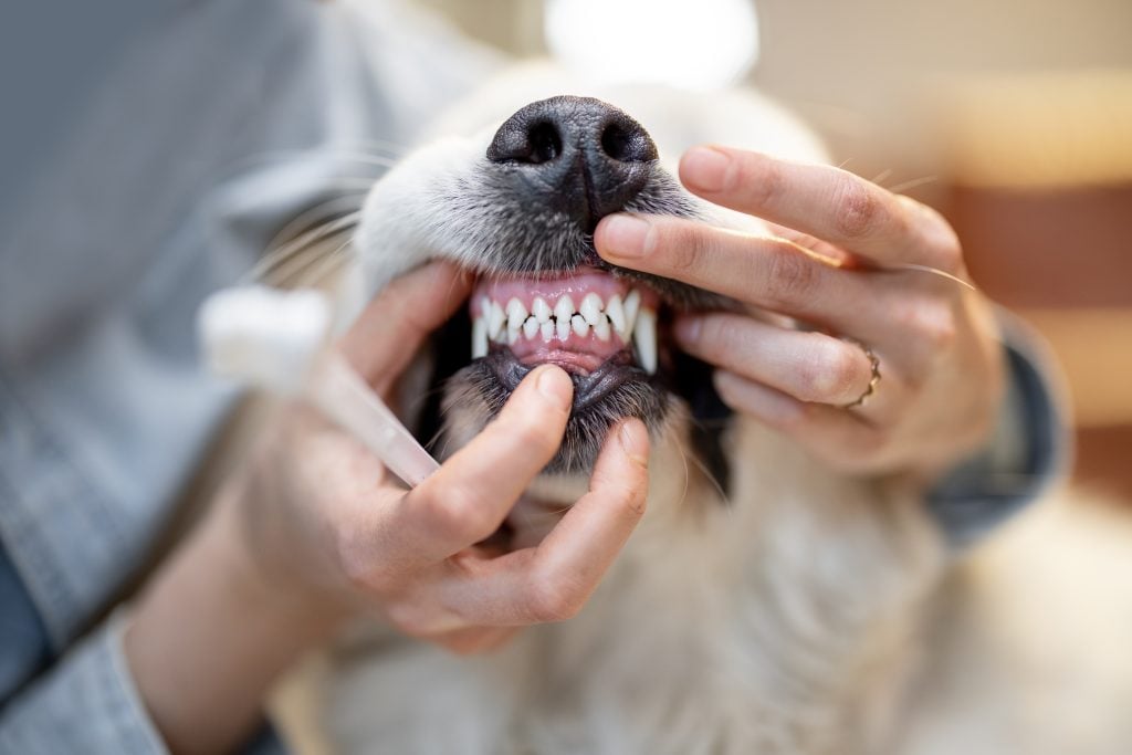 hond stinkt uit bek