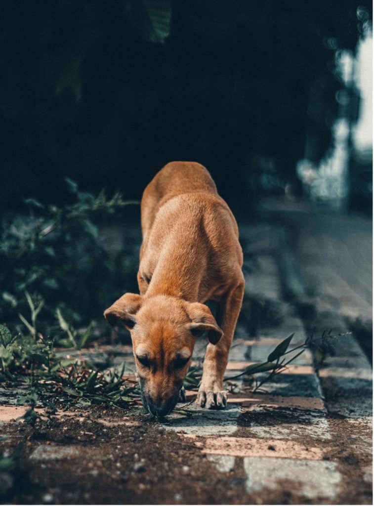 Waarom snuffelen honden?