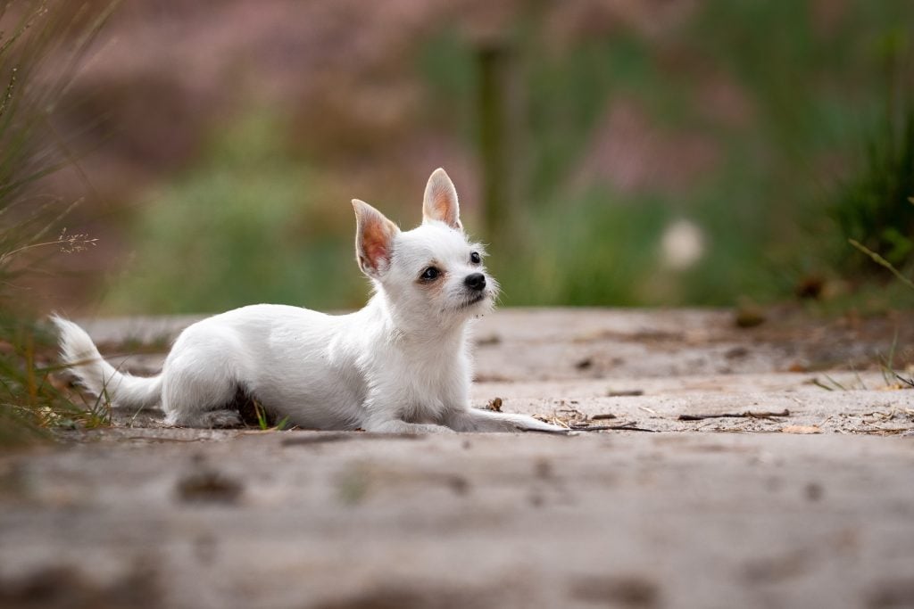 Chihuahua