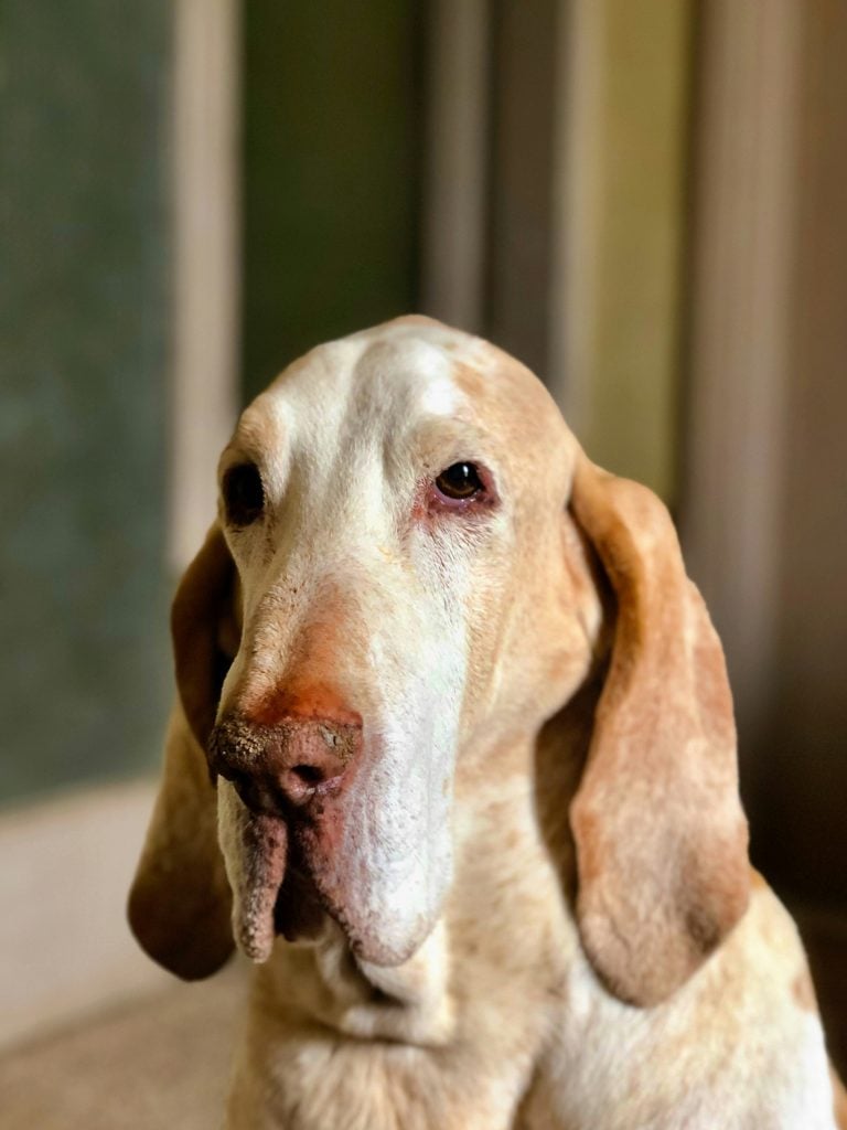 Bracco Italiano