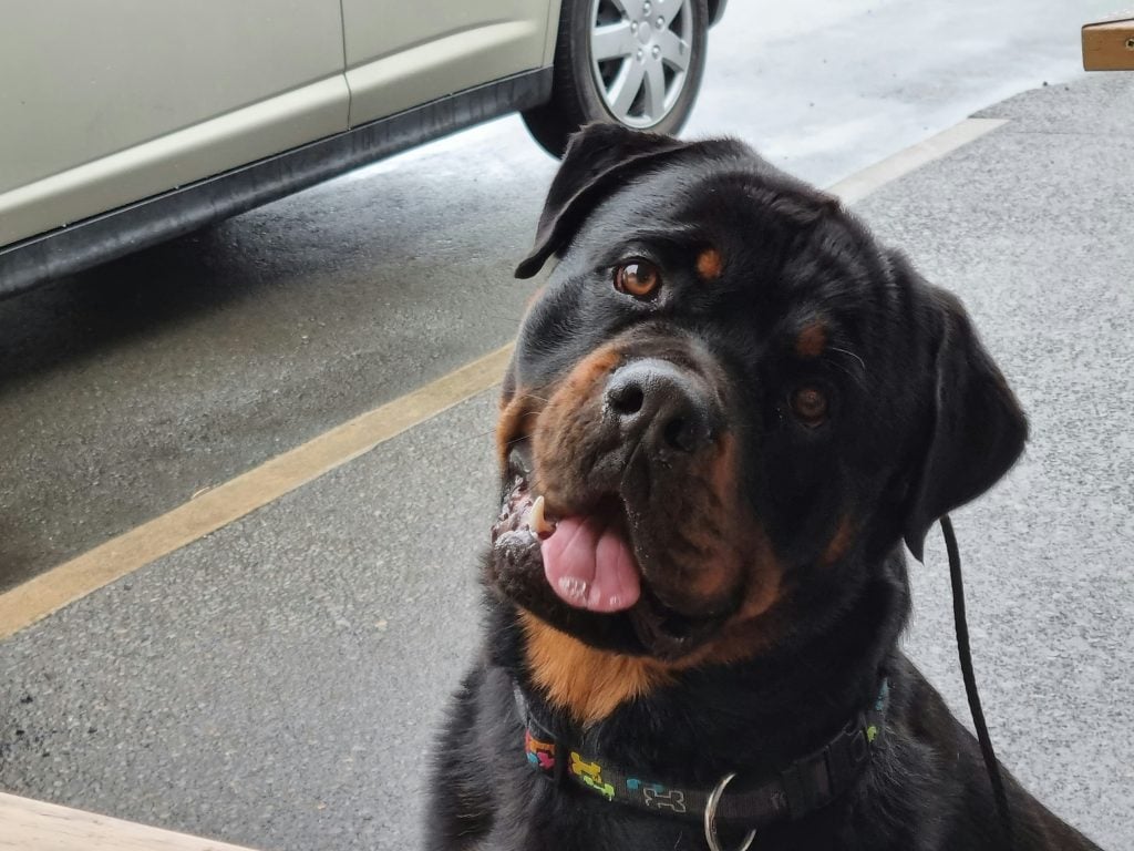 Rottweiler