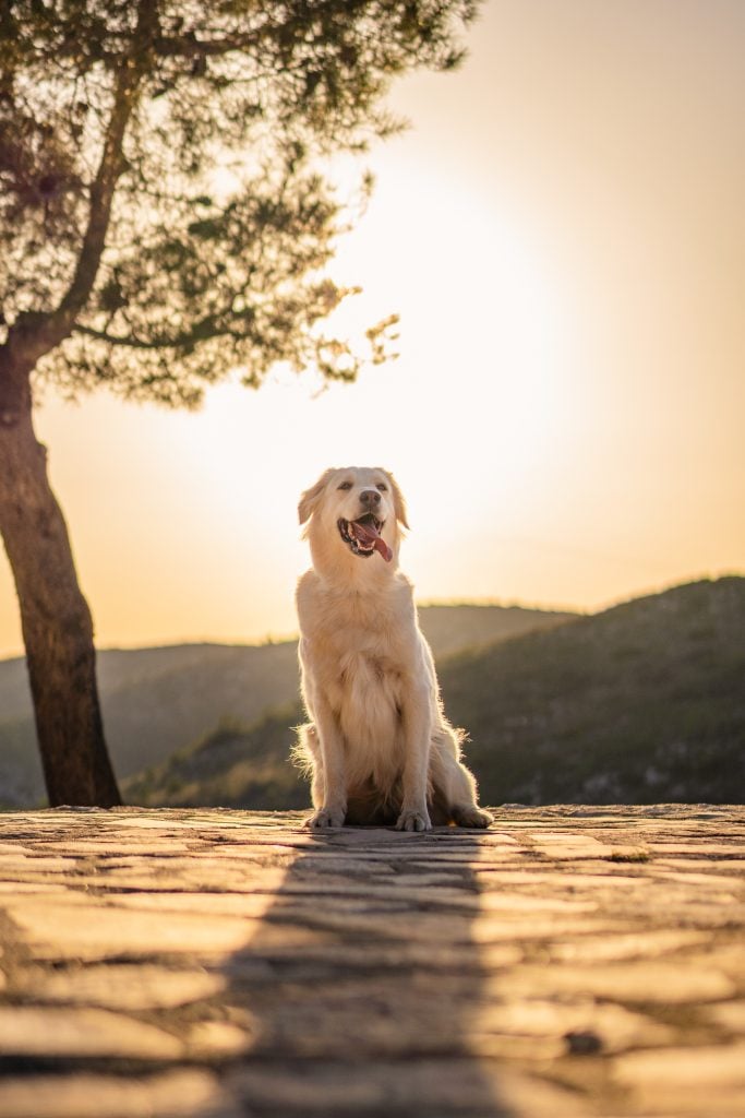 Golden retriever